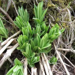 bottle gentian thumbnail 4