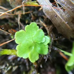 American Water-pennywort thumbnail 3