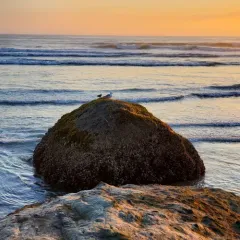 Black Oystercatcher thumbnail 4