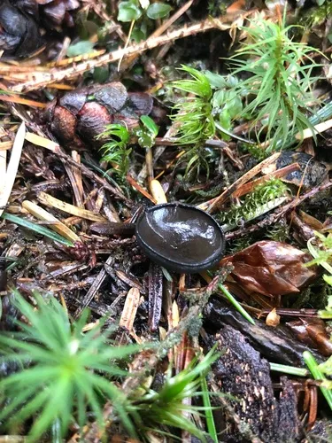 Pseudoplectania vogesiaca