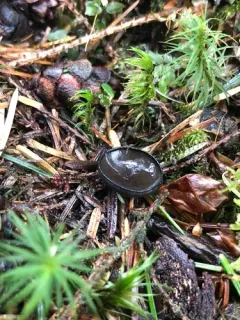 Pseudoplectania vogesiaca thumbnail 1