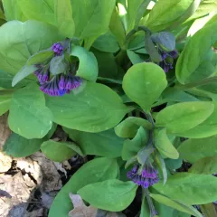 Virginia bluebells thumbnail 4