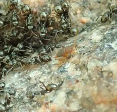Eastern Ant Cricket thumbnail 1