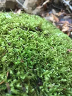 Hair-pointed Feather-moss thumbnail 3