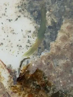 Eulalia quadrioculata thumbnail 2