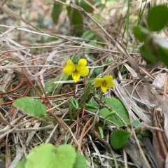 western roundleaf violet thumbnail 2