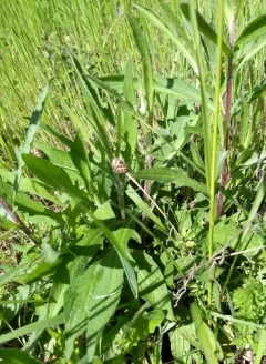 Meadow Knapweed thumbnail 4