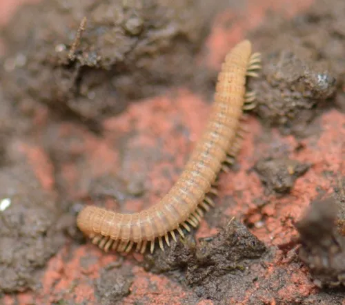Amplaria nazinta