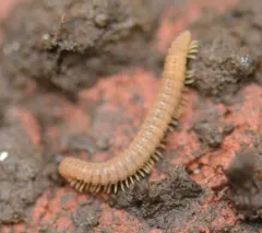 Amplaria nazinta thumbnail 1