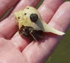 Flat-clawed Hermit Crab thumbnail 3