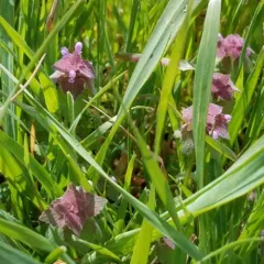 red deadnettle thumbnail 2