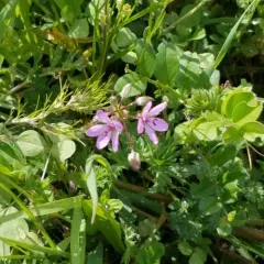 Redstem Stork's-bill thumbnail 3