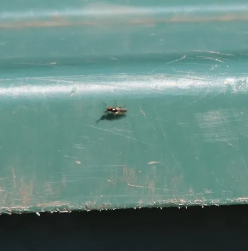 Waltzing Fly