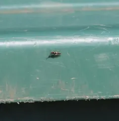 Waltzing Fly thumbnail 1