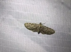 Fletcher's Pug Moth thumbnail 2