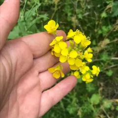 field mustard thumbnail 3