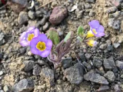 naked-stemmed phacelia thumbnail 3