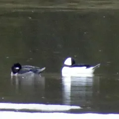 Bufflehead thumbnail 3