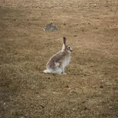 White-tailed Jackrabbit thumbnail 4