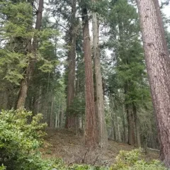 Western Ponderosa Pine thumbnail 4