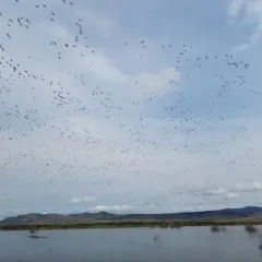 Snow Goose thumbnail 4