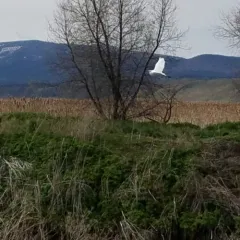 Great Egret thumbnail 3