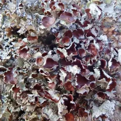 Crumpled Rag Lichen thumbnail 4