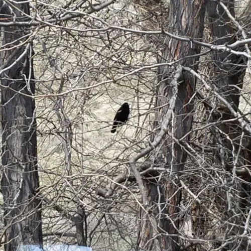Tricolored Blackbird