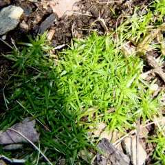 Procumbent Pearlwort thumbnail 4
