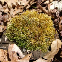 crisped pincushion thumbnail 2