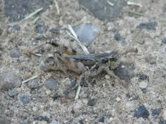 Kennicott's Spur-throat Grasshopper thumbnail 1