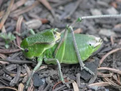 coulee cricket thumbnail 2