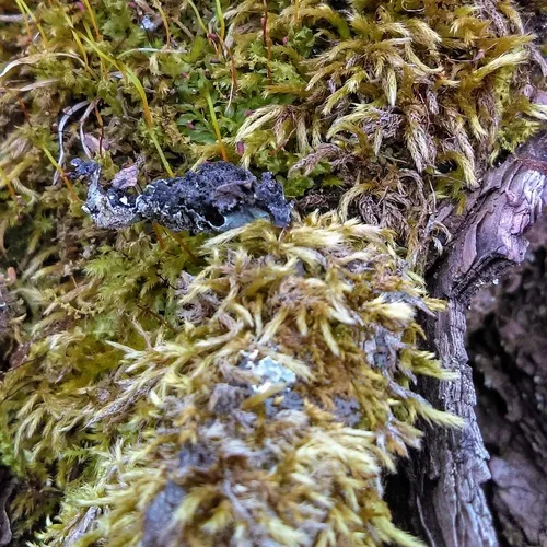 Smooth-stalk Feather-moss