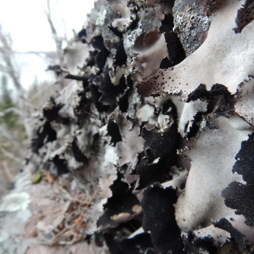 Frosted Rock Tripe
