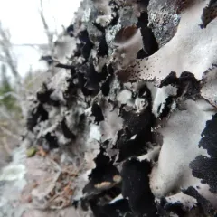 Frosted Rock Tripe thumbnail 1