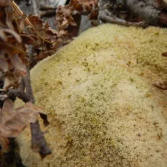 Pincushion Moss thumbnail 3