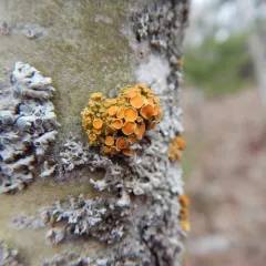 Poplar Sunburst Lichen thumbnail 2