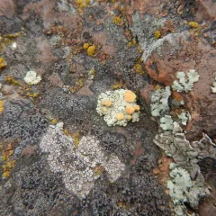 Orange Rock Posy thumbnail 1