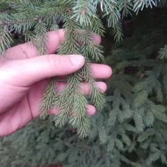 black spruce thumbnail 2