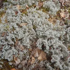 gray reindeer lichen thumbnail 5