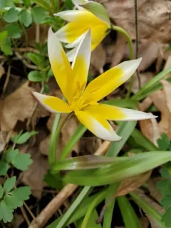 Late Tulip thumbnail 4