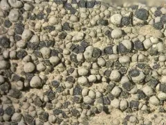 Twin Map Lichen thumbnail 2