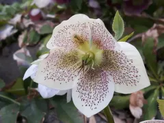 Lenten-rose thumbnail 2