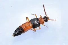 Myrmoecia lauta thumbnail 2