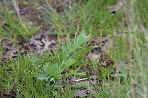 large-flowered linaria