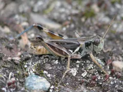 Alpine Spur-throat Grasshopper thumbnail 4