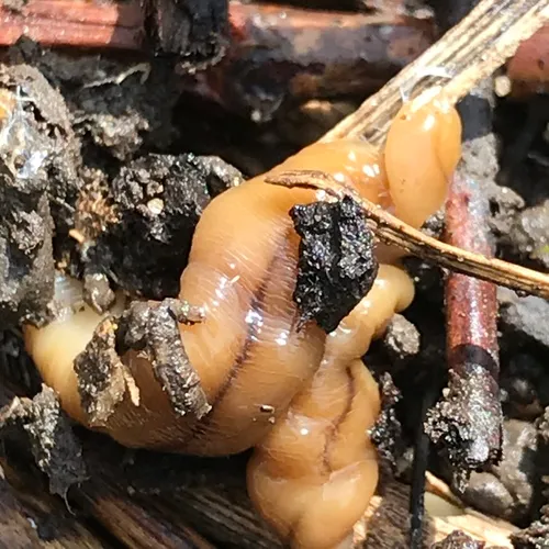 Wandering Broadhead Planarian