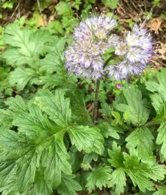 western waterleaf thumbnail 2