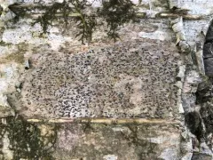 Arthothelium ruanum thumbnail 2