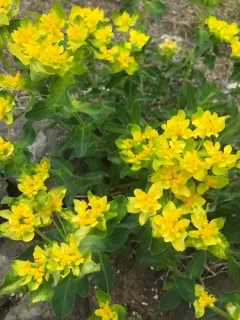 Cushion Spurge thumbnail 3